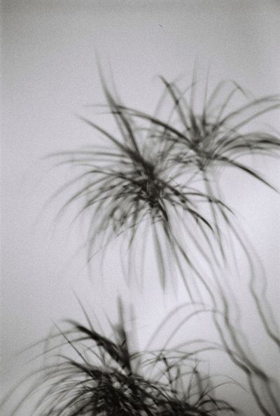 home palm