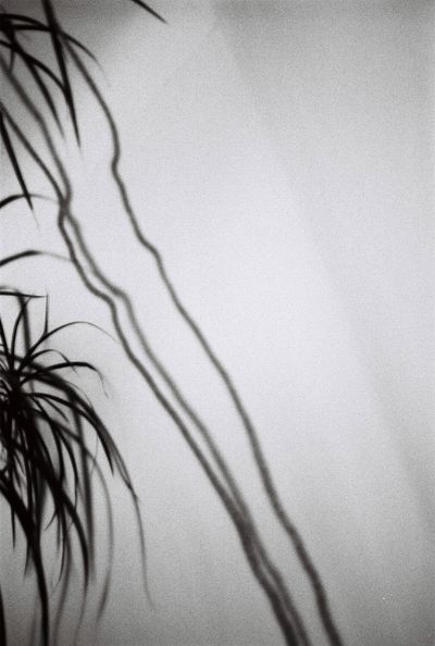 home palm ii