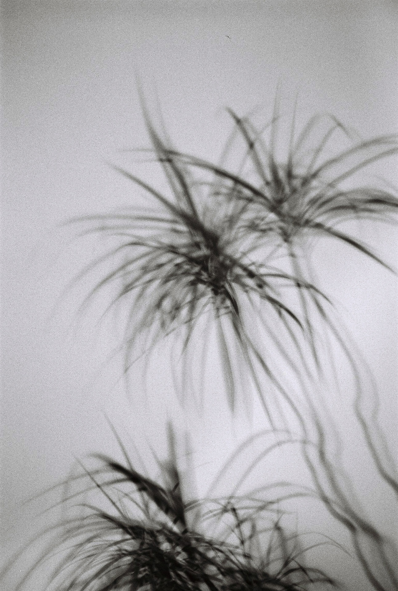 home palm